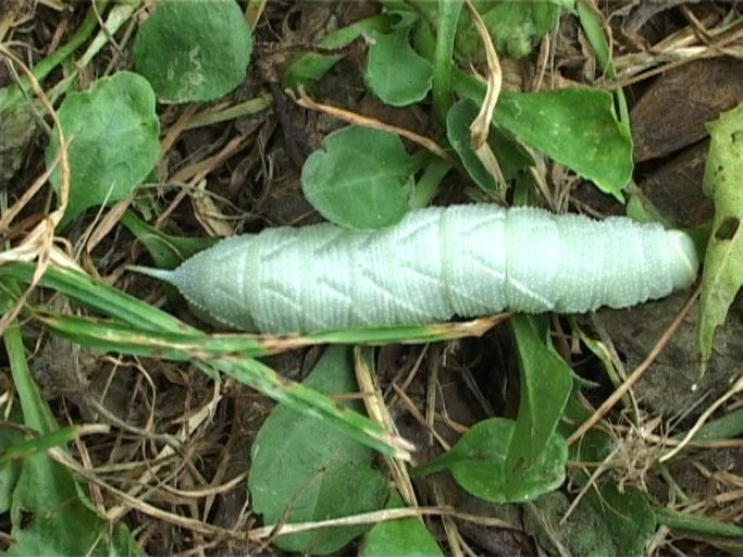 Pappelschwärmer ( Laothoe populie ), Raupe des Pappelschwärmers : Kaiserstuhl, Vogtsburg-Burkheim, im Rheinwald, 21.07.2006